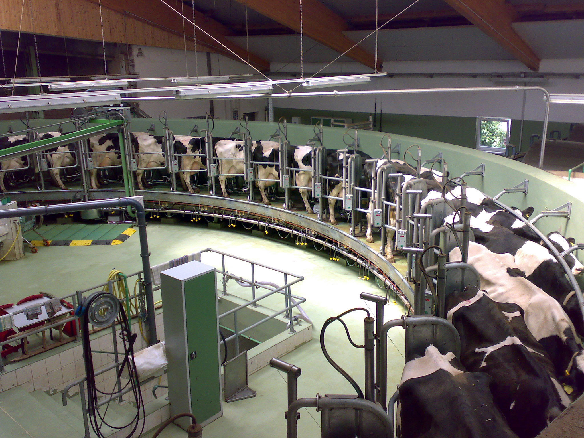 Dairy Chiller cows