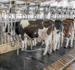 Specialty chiller for cooling milk; Bev